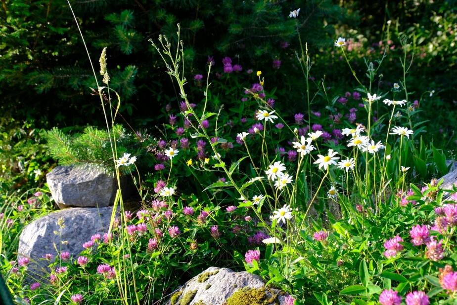 The optimal habitat for pollinating insects is flower rich.