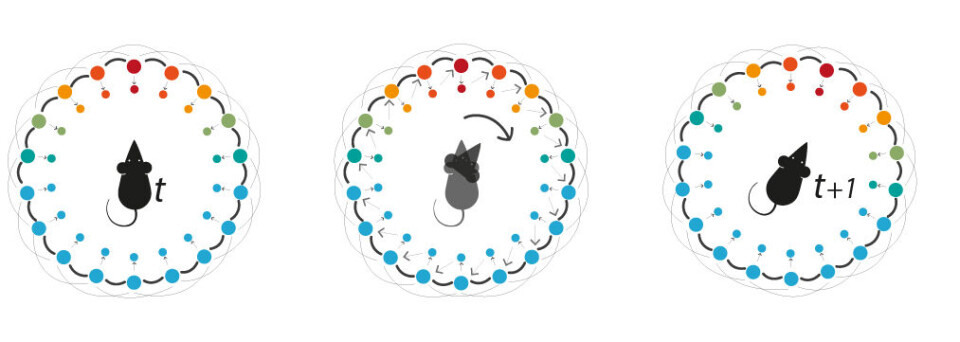 Schematics of the CAN network for calculation of direction. Neural cells are represented by color circles organised according to the direction that they are coding for. The redder the circle, the more the neural cell is active. The outer circle are nerve cells coding only for head direction of the rat. The inner circle represents the super calculator cells that were hypothesise theoretically, and where Boccara now has confirm their existence. Note how the super-calculating neurons help the direction cells to follow the head position of the animal.