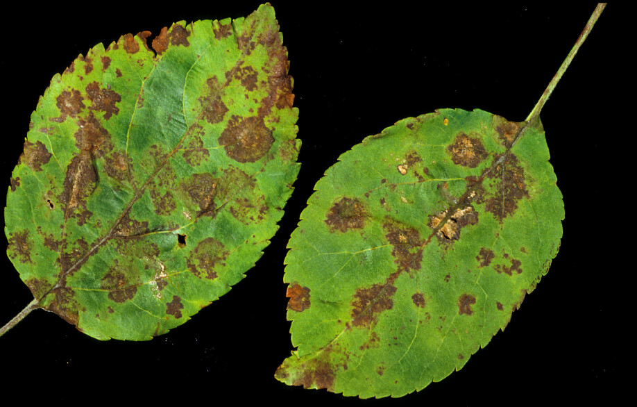 These spots show that the apple tree has scab. Spores from the fungus on the leaves can infect the tree again next year if the leaves are left on the ground.