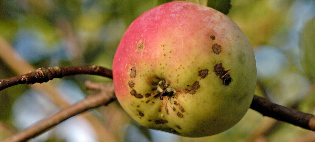 Here’s how to get rid of black spots on the apples in your garden
