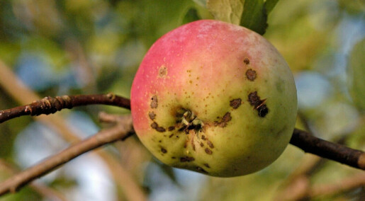 Here’s how to get rid of black spots on the apples in your garden