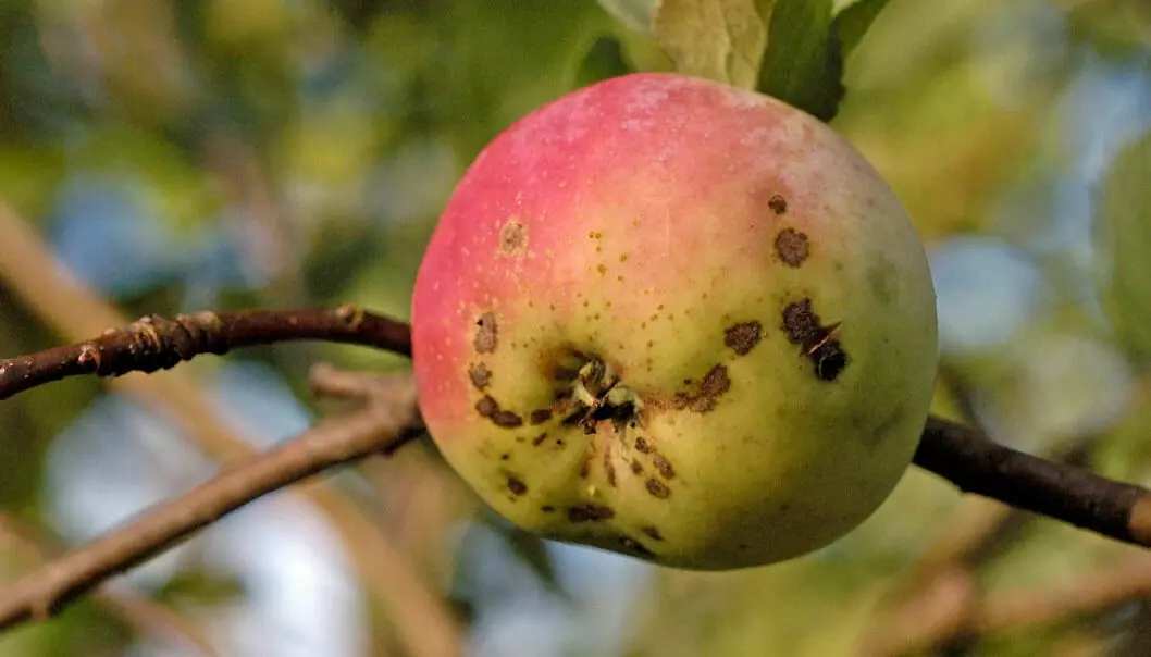 An apple that has been damaged by apple scab. There’s a lot you can do to limit these kinds of fungal attacks. And some apple varieties are more robust than others.