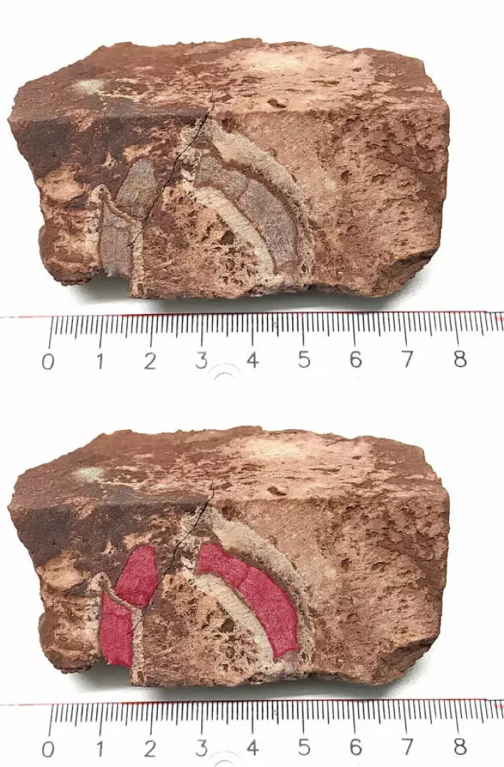The bone fragment is shown in red.