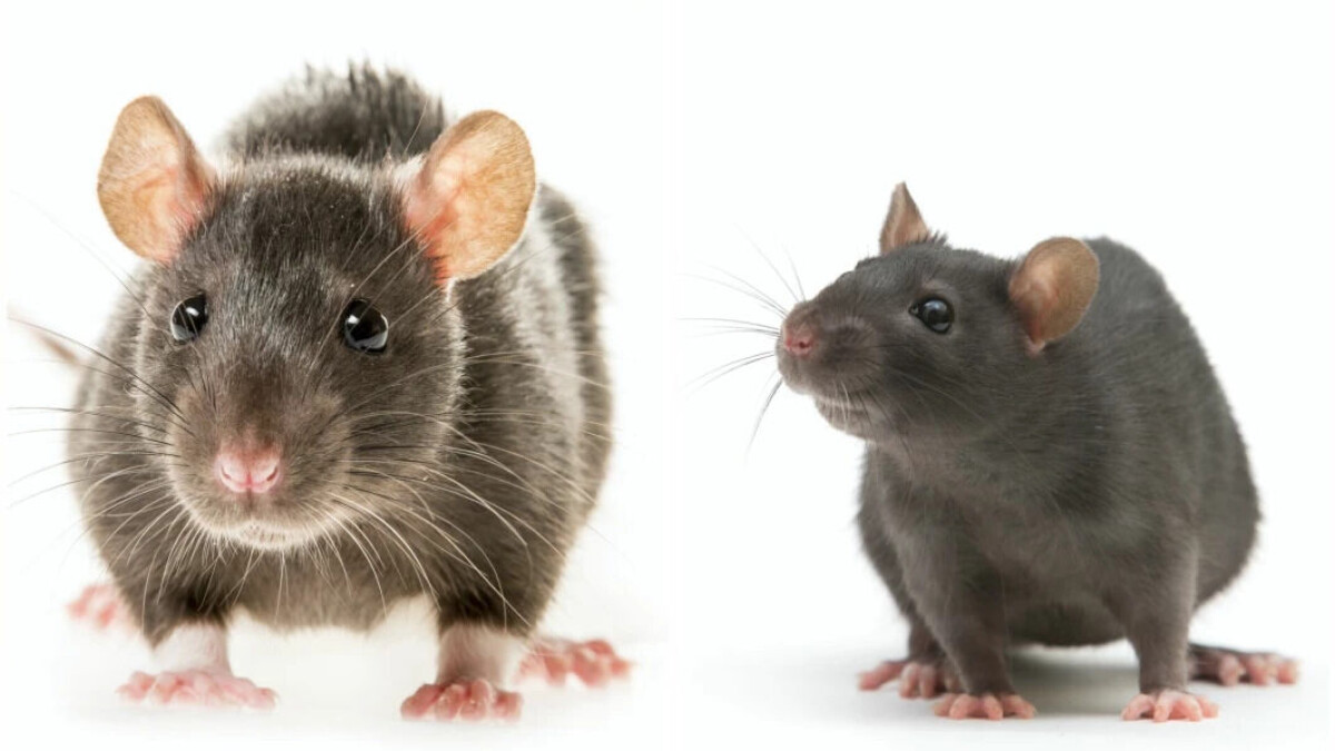 Here's why Rattus norvegicus has taken over Europe Here's why Rattus norvegicus has taken over Europe