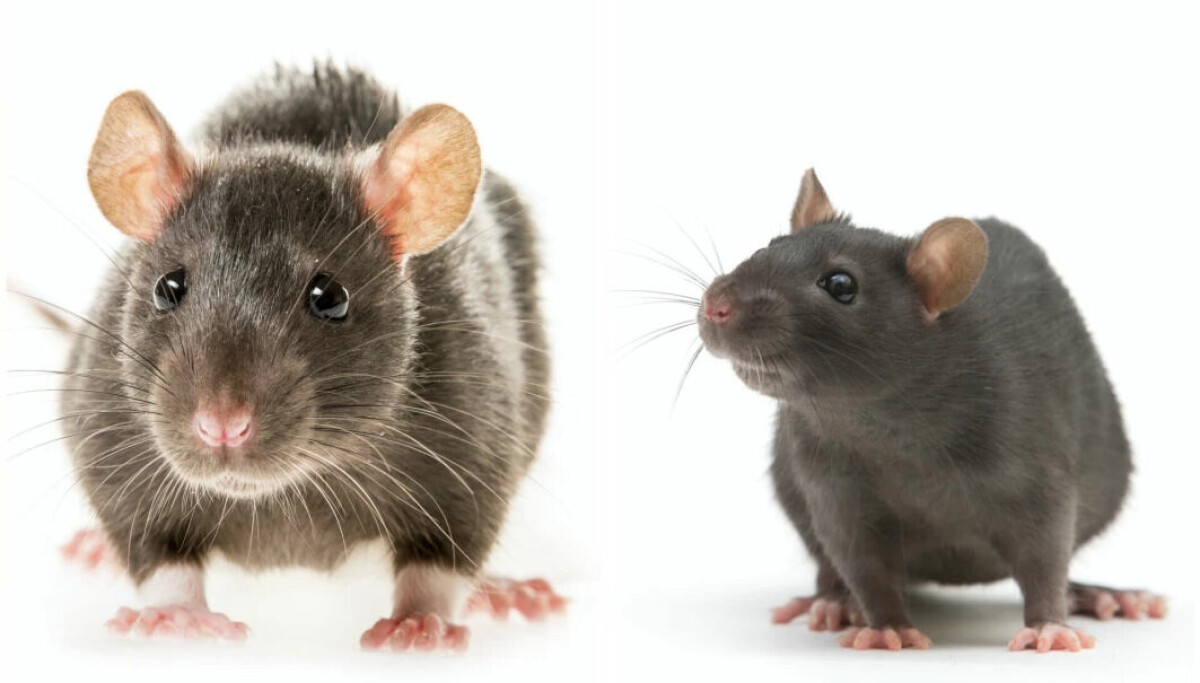 Here’s why Rattus norvegicus has taken over Europe