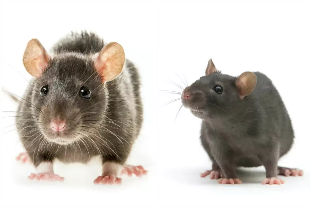 The brown rat, Rattus norvegicus, to the left, has succeeded in spreading across the globe, except to Antarctica and a few islands off of New Zealand. But the black rat, Rattus rattus, to the right, rules in warmer regions.
