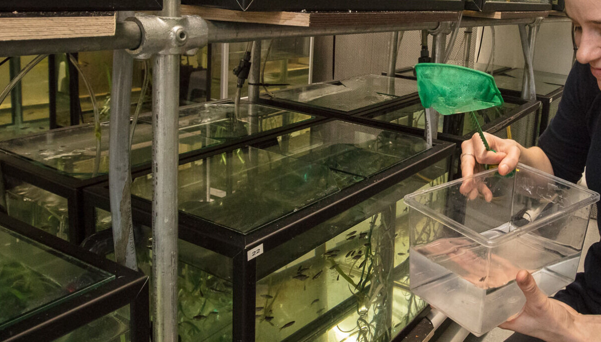 Laboratory fish lose their ability to adapt to changes in their environment