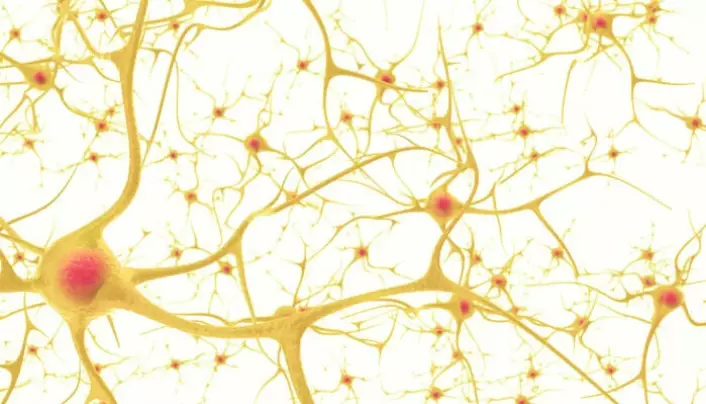 Brain cells connect to each other when you learn something new.