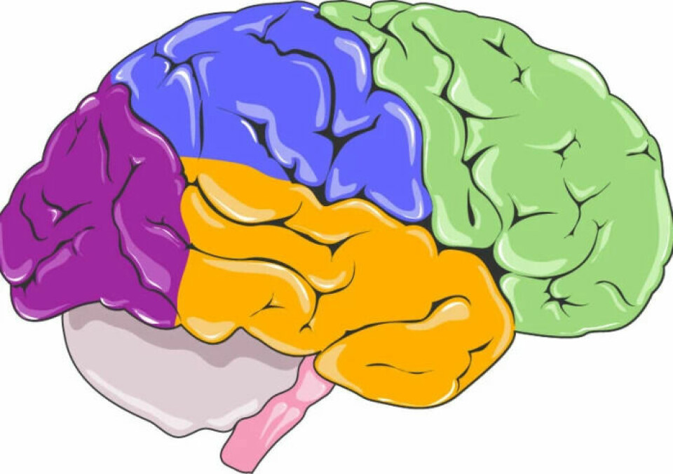 The frontal lobe (green) is located at the very front of the brain. It is part of the cerebrum, which is often divided into four main parts.