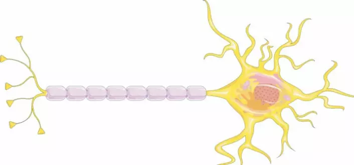 The brain cells we are talking about here are nerve cells, also called neurons. A nerve cell sends electrical messages through a long wire protected by a greasy substance (purple). Small threads at the end of the cell attach to nerve cells elsewhere in the brain.