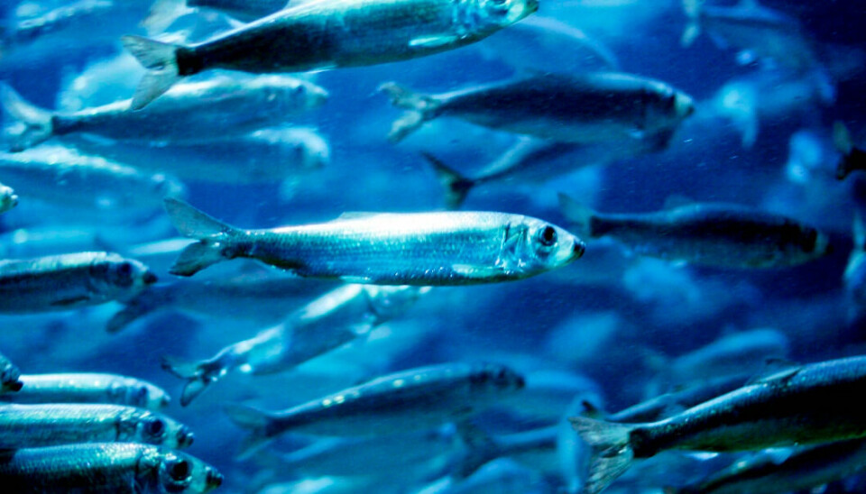 Roe from Norwegian herring is about to be used in medicines to treat psoriasis.