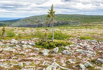 World's oldest tree still growing near the Norwegian-Swedish border