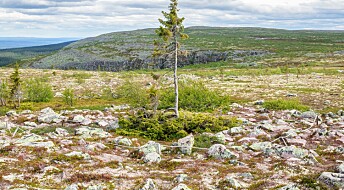 World's oldest tree still growing near the Norwegian-Swedish border