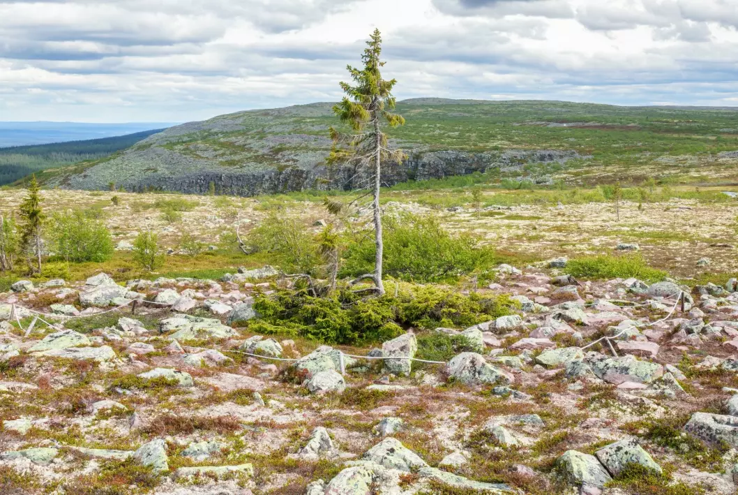 The small spruce tree Old Tjikko still survives on Fulufjället in Sweden near the border with Norway.