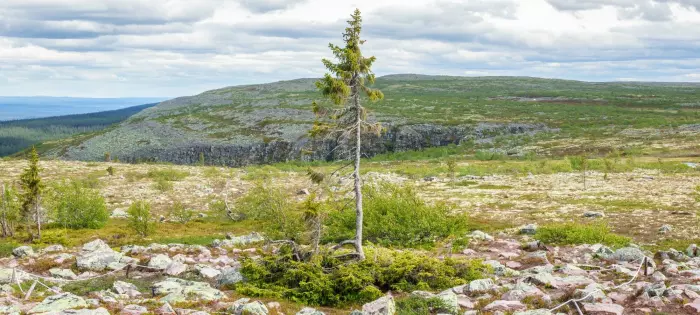 8.World's oldest tree still growing near the Norwegian-Swedish border