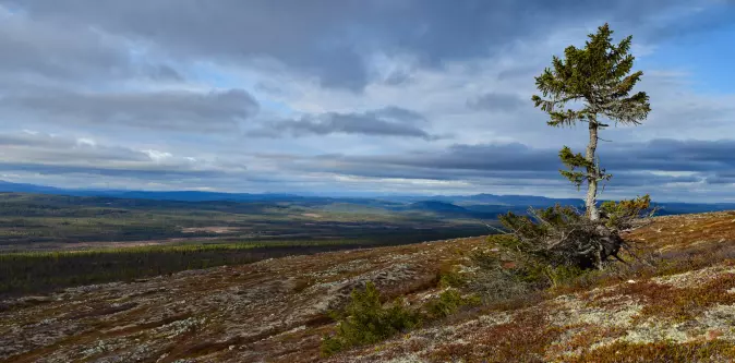 The Old Rasmus tree that the researchers also found may be just as old as Old Tjikko.
