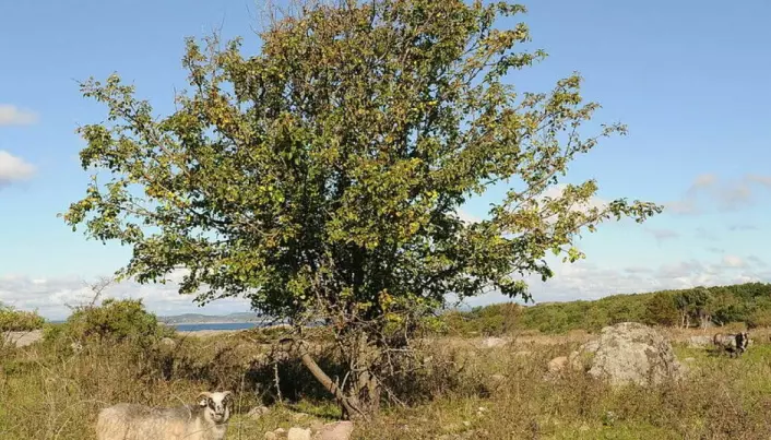 You may have seen a wild European crab apple tree several times, but without knowing it. It grows mostly as single trees in our cultural landscape. Here is a wild crab apple tree in the nature reserve at Verdens Ende (The End of the World), Tjøme in Vestfold.