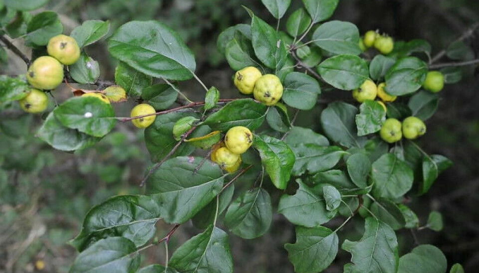 Wild crab apples are small. They are safe to consume, but many will probably think they are inedible.