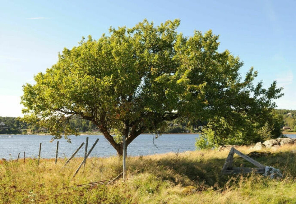 We do not know what the queen who was buried in the Oseberg ship was going to do with a bucket of crab apples from Vestfold. This tree grows directly across the Oslofjord, on Karlsøen in Sarpsborg in Østfold.