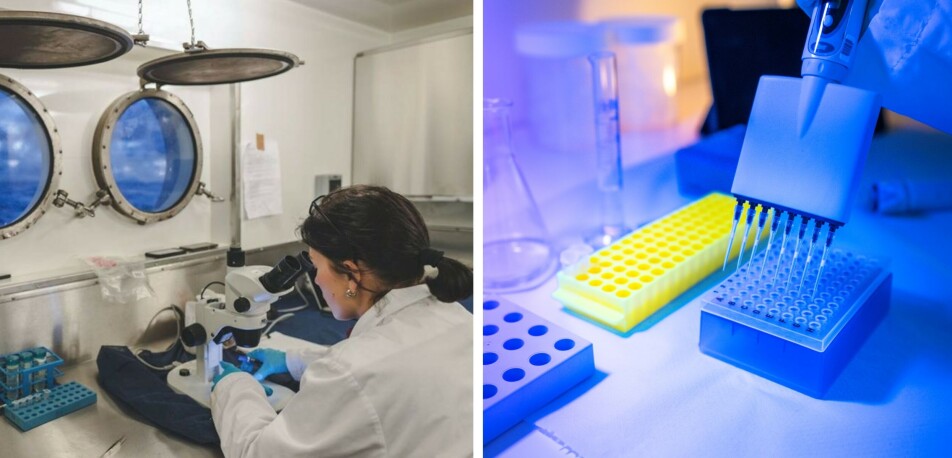 Researchers can PCR-test the fish in the laboratory to test for the Kudoa parasite.