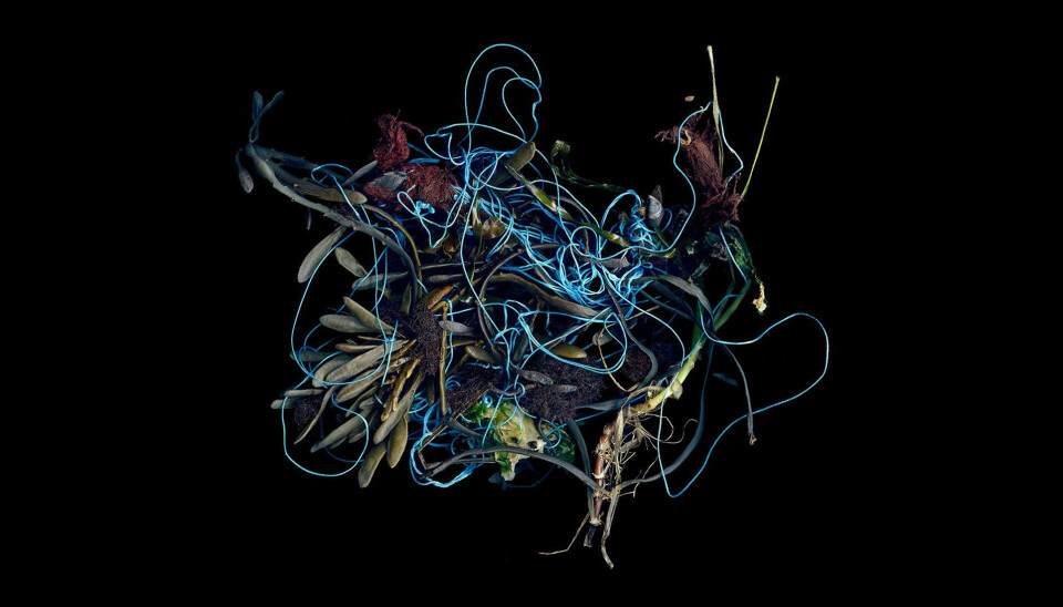 Photographer Elizabeth Ellenwood uses her art form to spread awareness of plastic pollution in our oceans and fjords.