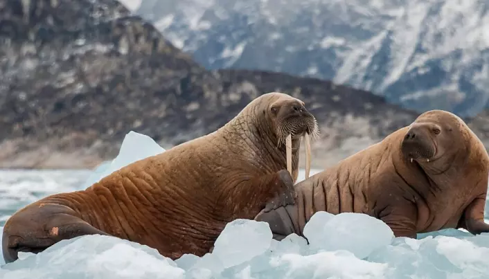 Old Norse settlers traded walrus ivory with Kyiv