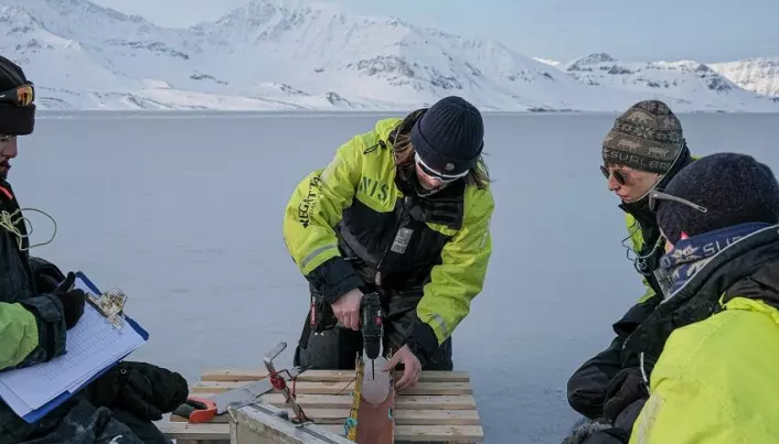 Ice core sampling in St. Jonsfjorden to measure temperature and salinity in the sea ice.