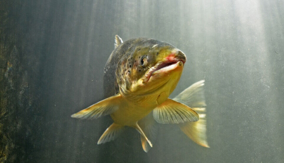 All salmon microorganisms have their own DNA that can affect the salmon's health. But that's not all. The salmon's parasites also have their own microorganisms, which in turn have their own DNA, which may also affect the health of the salmon.