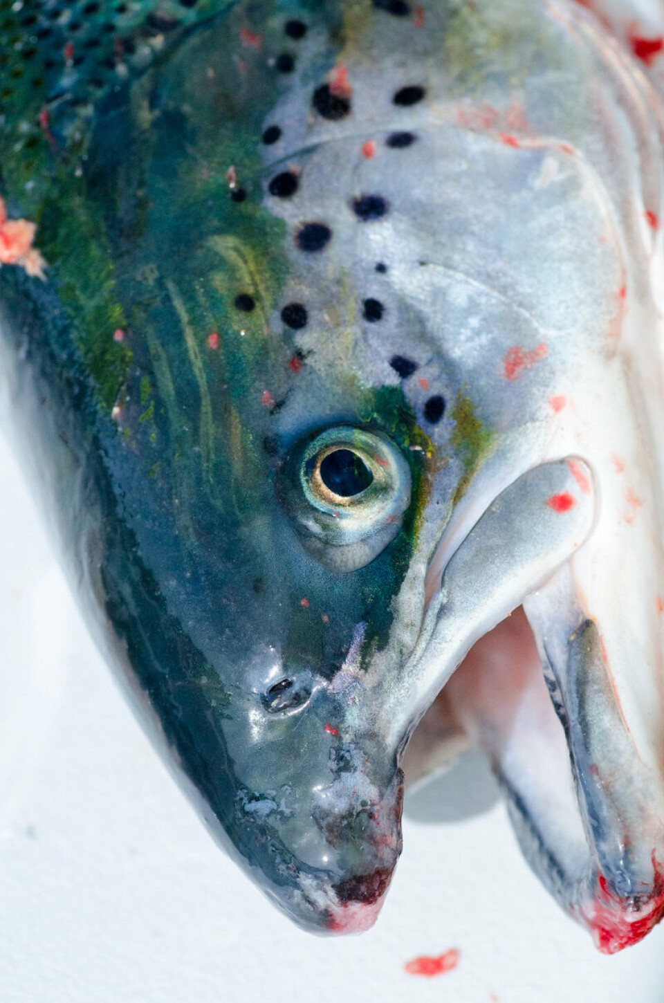 Fish health also has economic significance for the aquaculture industry.