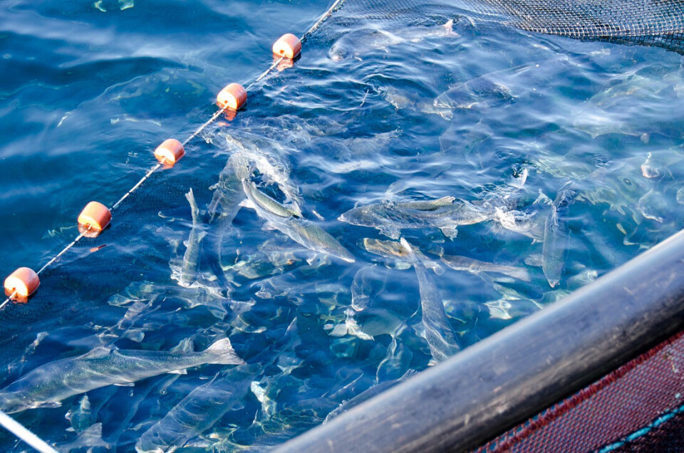 Understanding the relationship between parasites and the health of farmed fish is important for aquaculture.