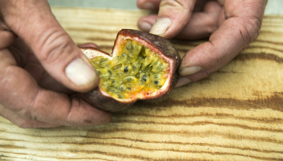 A new study has found that components in passion fruit may help slow down the development of Alzheimer's. Should we all start eating passion fruits then? We can't say it will help - but it won't hurt, says researcher.
