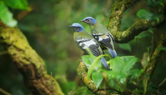In birds, the female has two different sex chromosomes.