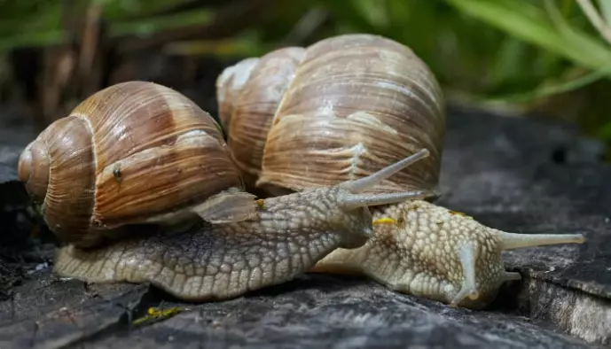 Snails are hermaphrodites; they have both male and female sexual organs.