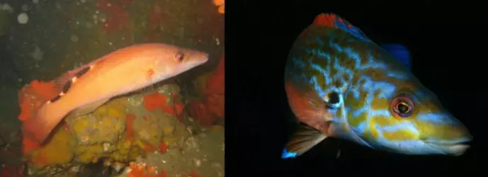 Female cuckoo wrasse (left) and male cuckoo wrasse (right) have very distinct colours.