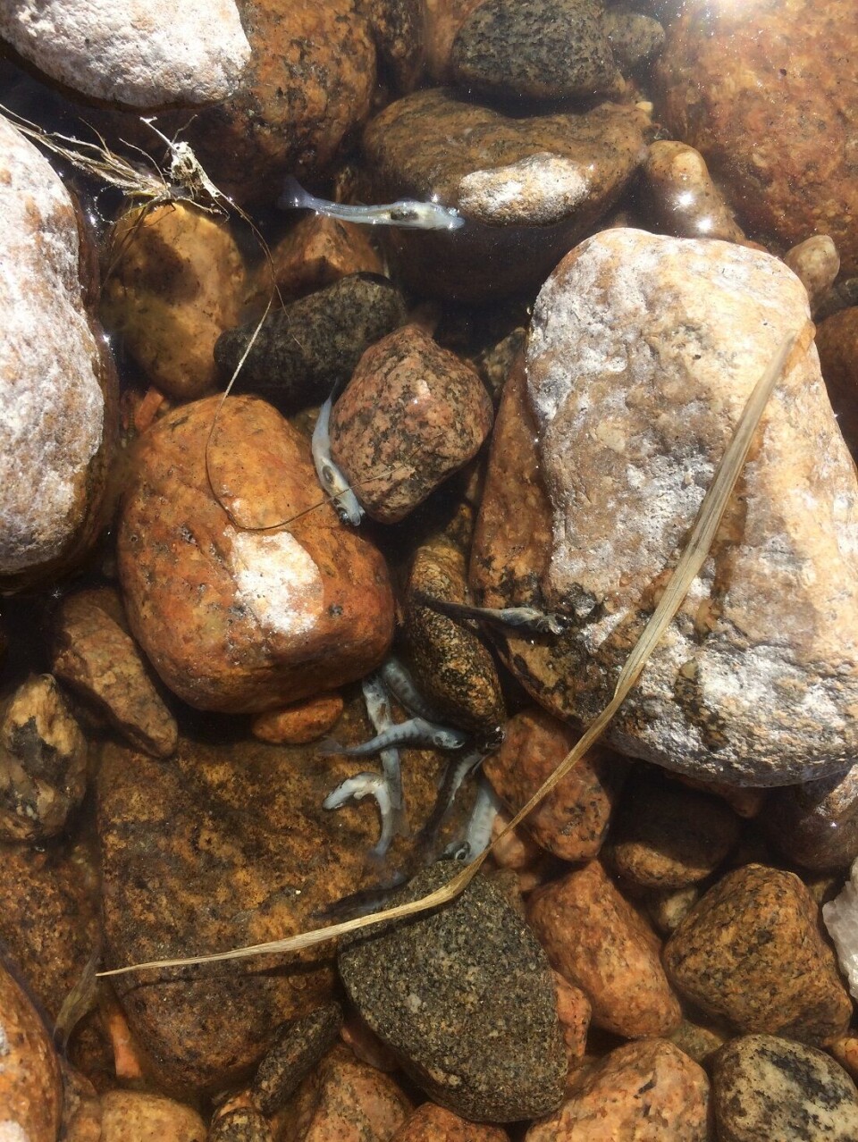 According to the Otra salmon fishing association, significant fry deaths recently occurred in May and June this year. The transition to greener energy technologies will probably lead to more hydropeaking and water flow variation in Norwegian rivers.