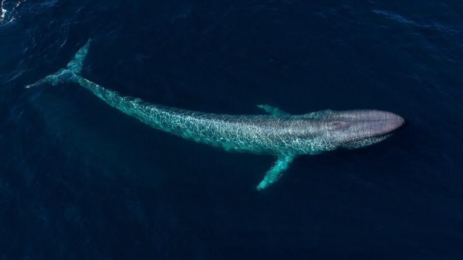 Aerial view of a blue whale.