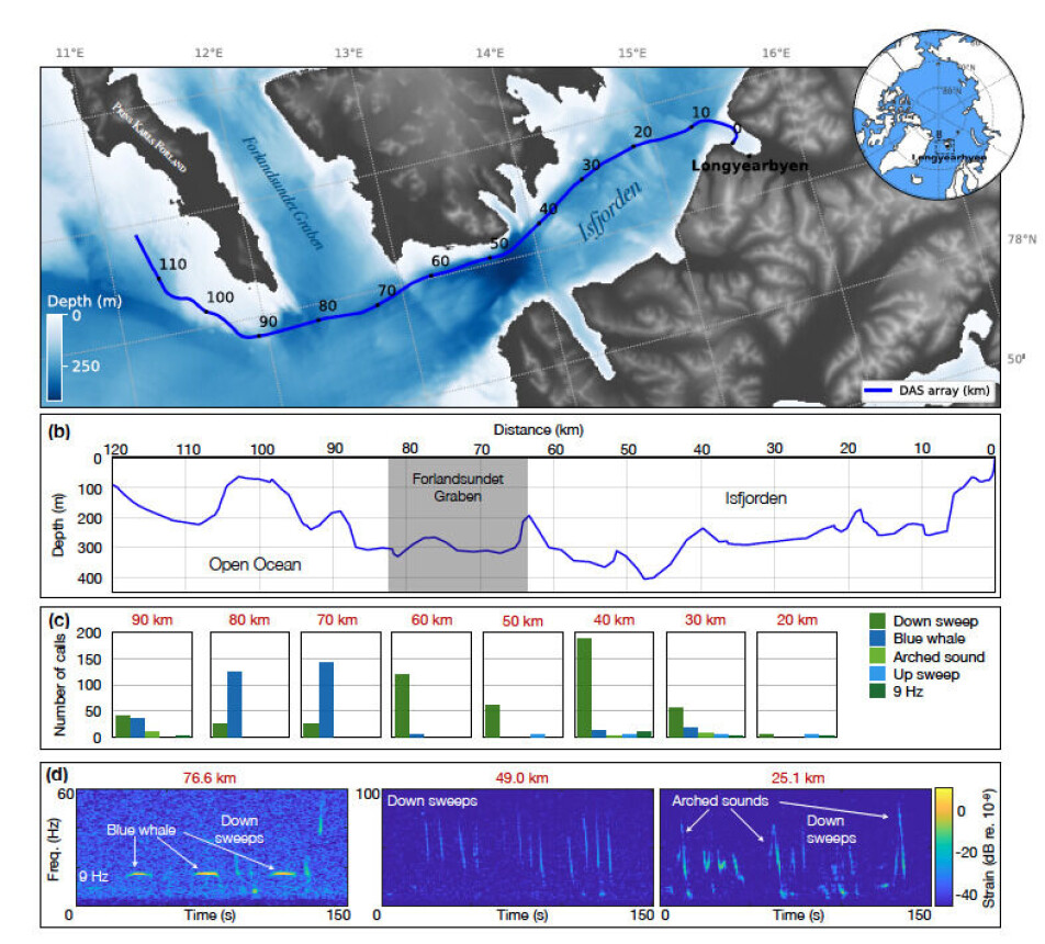 This image shows where the whale vocalisations were recorded and what they looked like on a spectrogram, a graphic representation of the sounds. See below for the actual sounds.