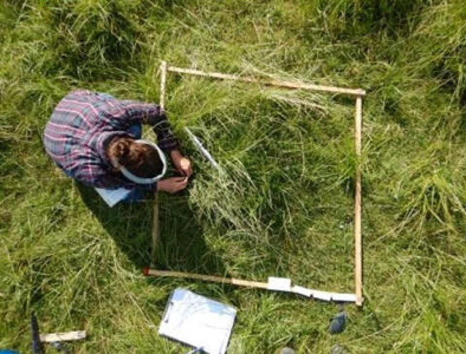 A researcher sampling species from a salt marsh.