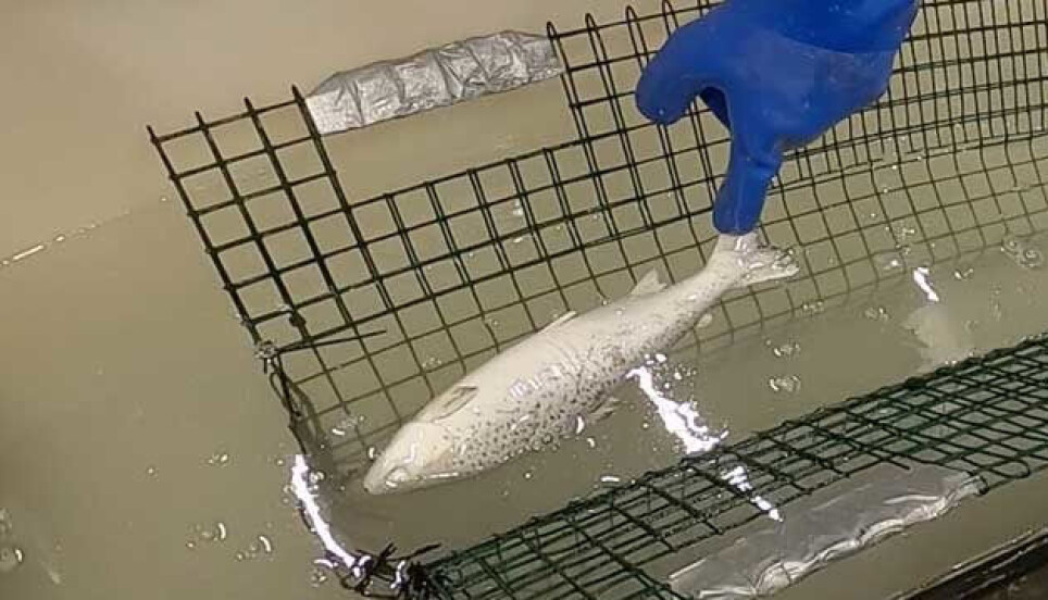 For the first time, fish was stunned using brine that was minus 18°C.
