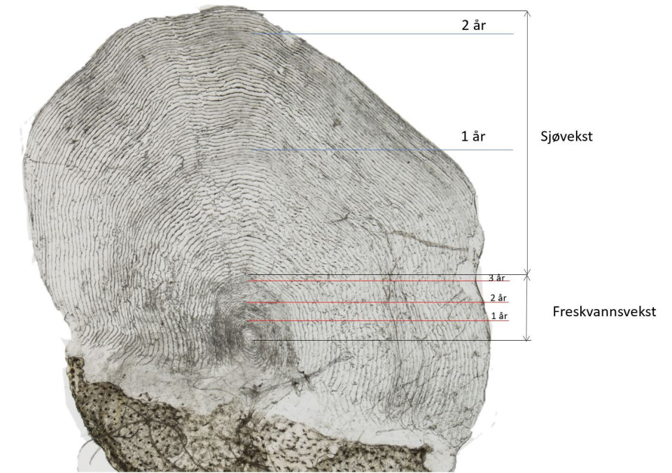 Here is one of several thousand scales used in the study. The dark grey section at the bottom of the picture is the part of the scale that is visible on the outside of the salmon. The age has been determined by an expert.