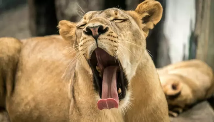 A lioness yawns.