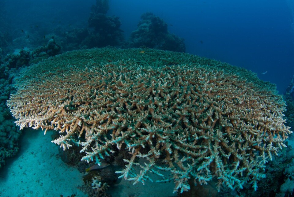Hard corals are animals building skeletons of calcium carbonate, but they are far from alone. Corals are considered ‘holobionts’ consisting of the coral animal colony and a host of microorganisms such as algae, bacteria and virus. Algae living symbiotically in the coral polyp tissue are photosynthetic and crucial to health and survival of coral.