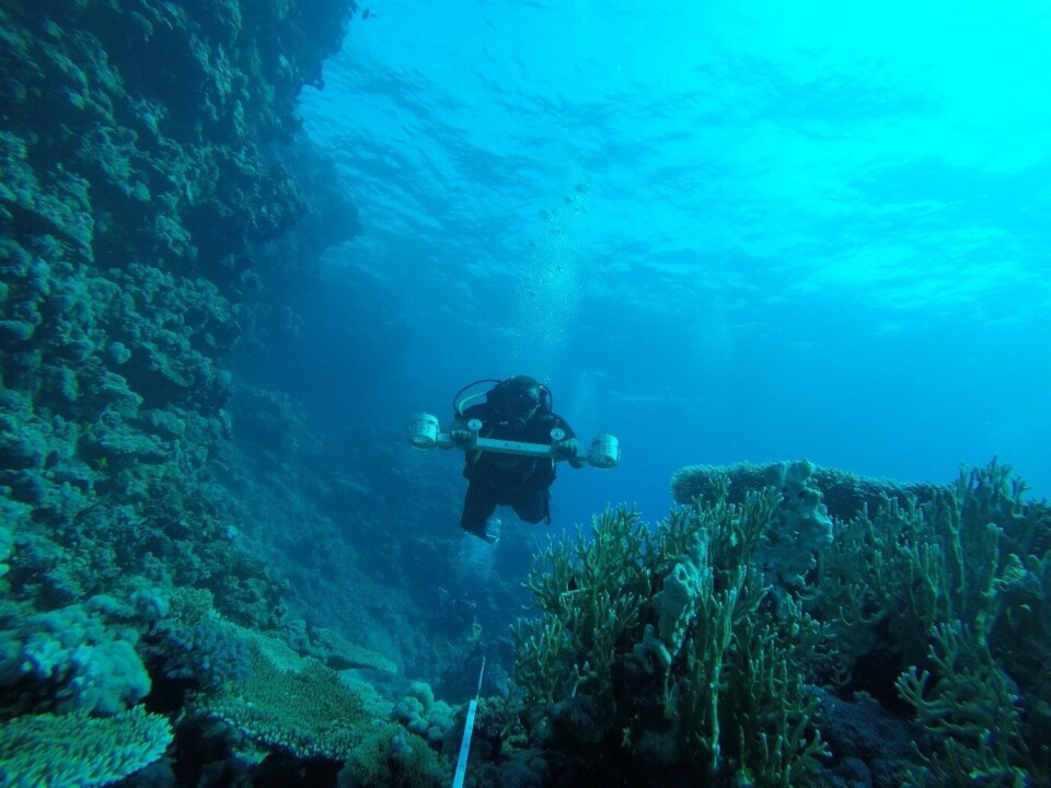 The clear Red Sea water is suitable for visual census methodologies. Stereo video is used to record horizontal fish transects, and vertical benthic substrate transects.