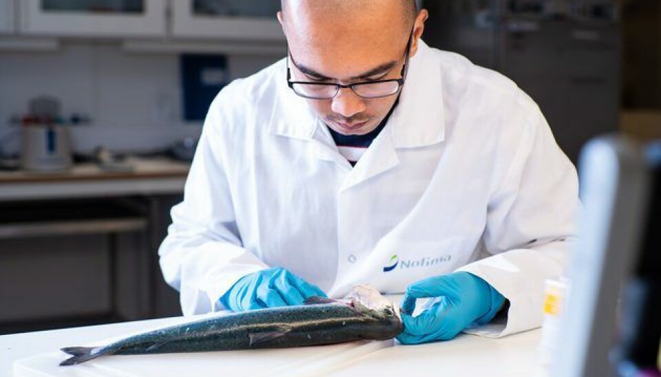 Scientist Carlo Lazado at the lab.