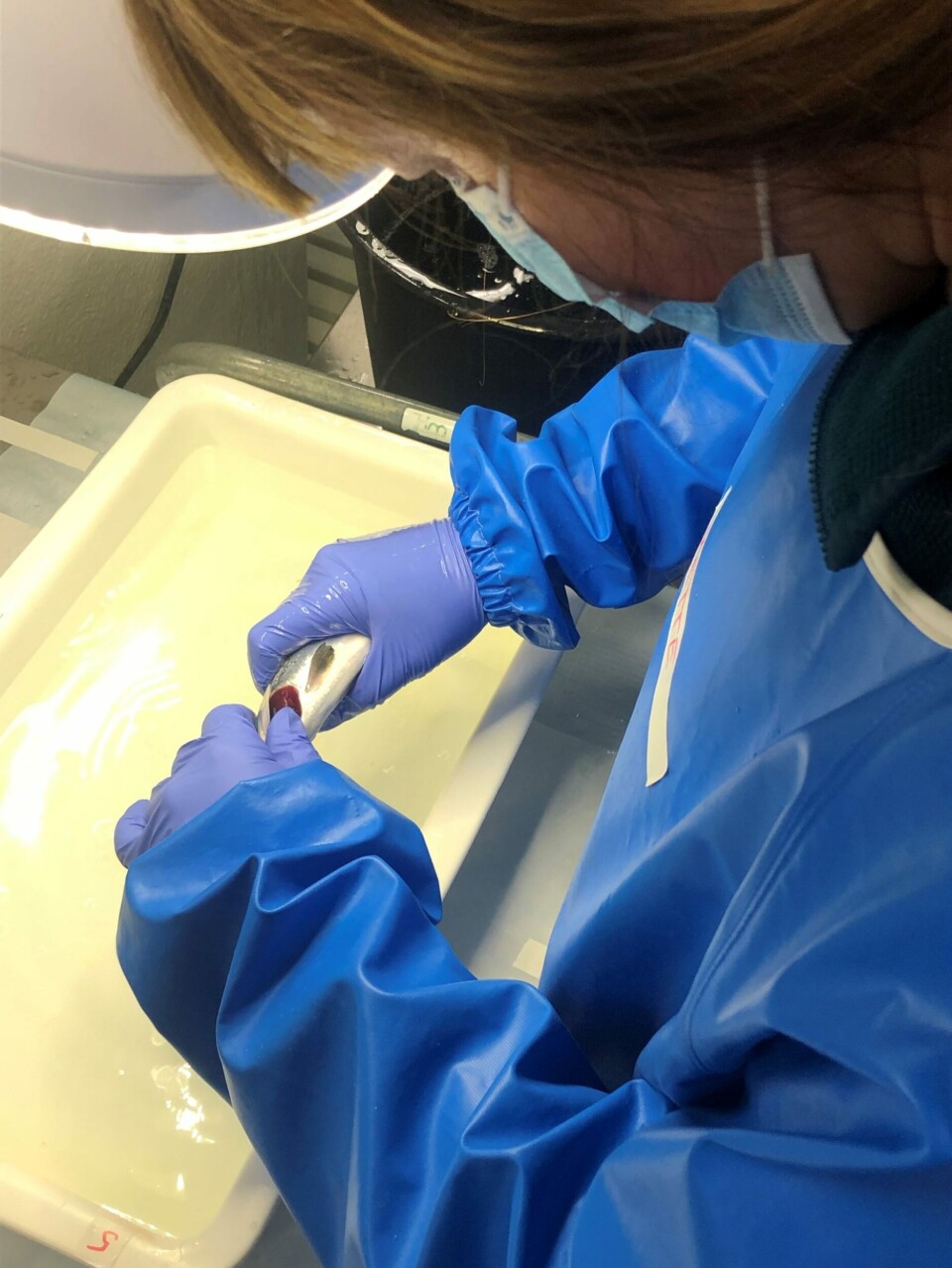 Researcher Mette Breiland examines the gills of a fish. Fish with amoebic gill disease have white mucous patches on their gills.