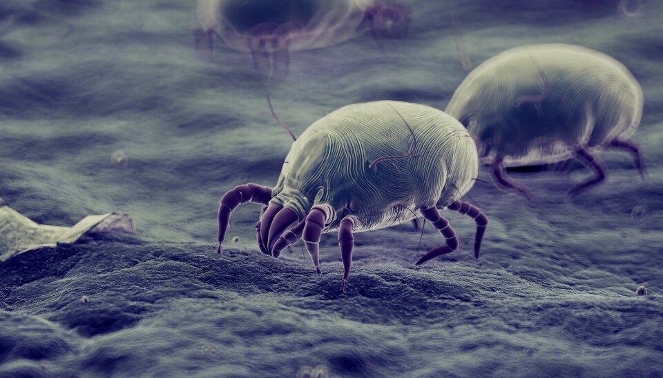 You probably have millions of dust mites like these in your home - and in you bed.