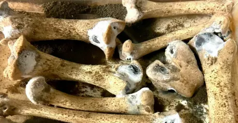 Can animal bones become food for humans?