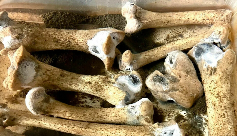 Research on rotting bones is an important contribution to the circular biobased economy. Researchers in Bergen have found a cocktail of enzymes that can provide better utilisation of residual raw materials from the meat industry for human food in the long run, by studying the microbes that break down the meat bones.