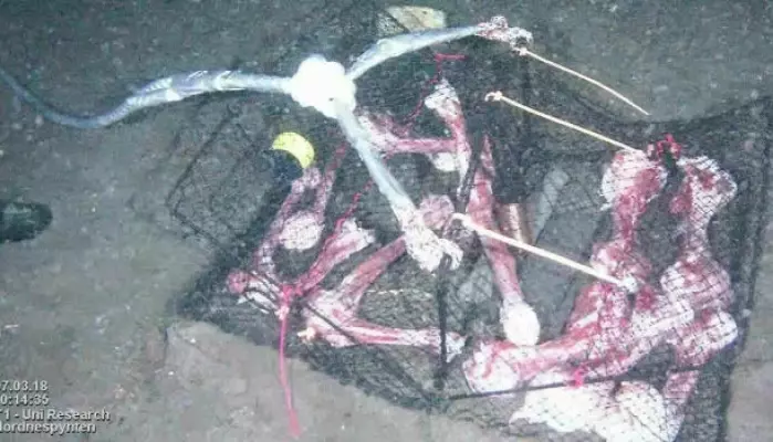 This is how the bones looked when they were lowered onto the seabed outside Bergen.