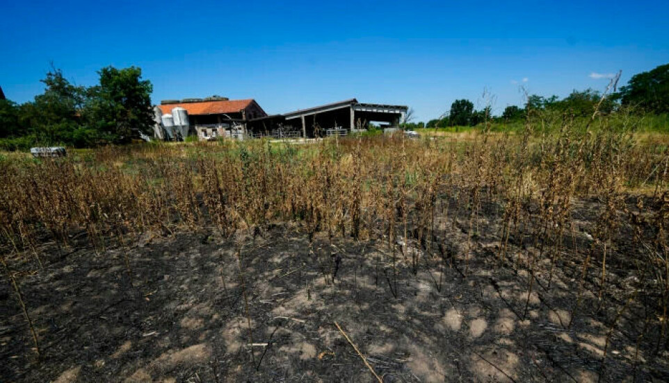 The heat wave that hit Italy in early July had big consequences for farmers. The absence of precipitation and extreme heat dried out parts of the crops.